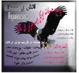 1000.webp