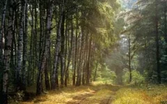 forest.webp